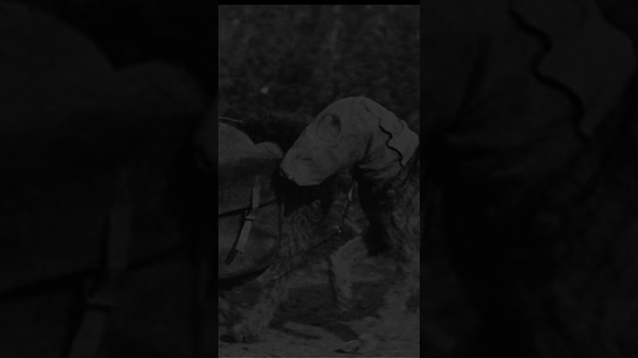 Animal Allies: The Use of Animals in World War I