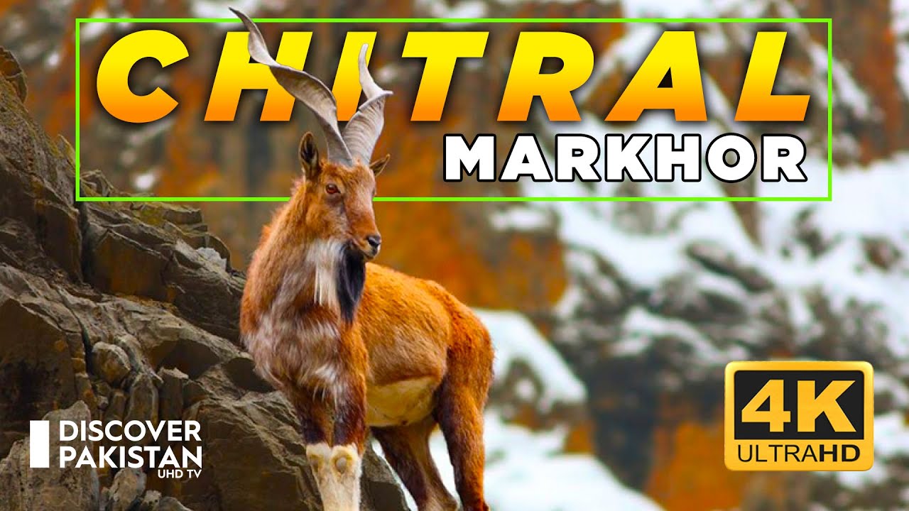 World's Largest Markhor Breeding Ground In Pakistan | Chitral Gol National Park | Discover Pakistan