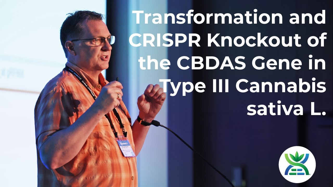 Transformation & CRISPR Knockout of the CBDAS Gene in Type III Cannabis sativa L. - Michael Petersen