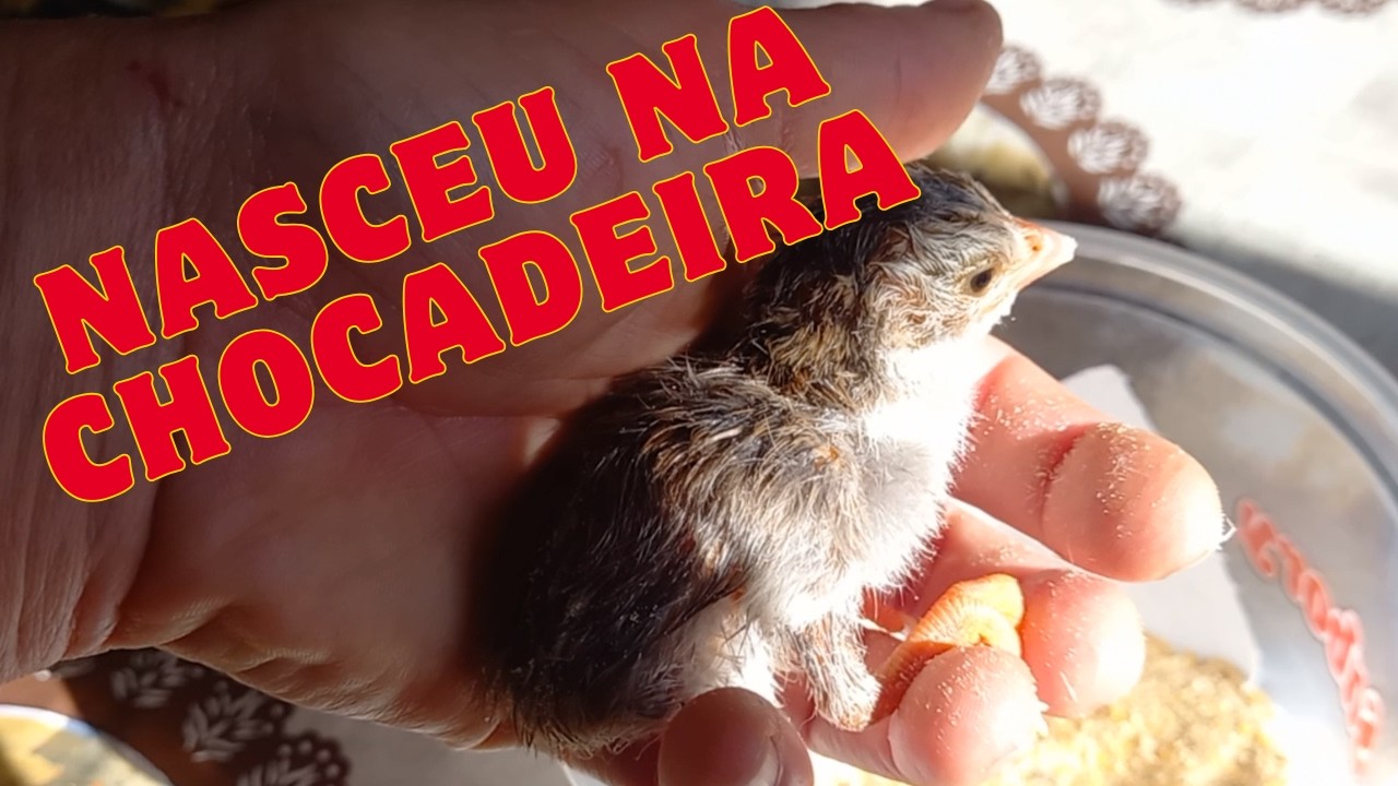 Codorninha nascida em chocadeira