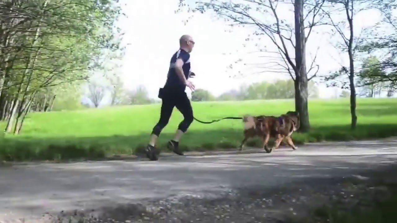 Neewa Canicross Running Harness Arn&eacute;s Perro