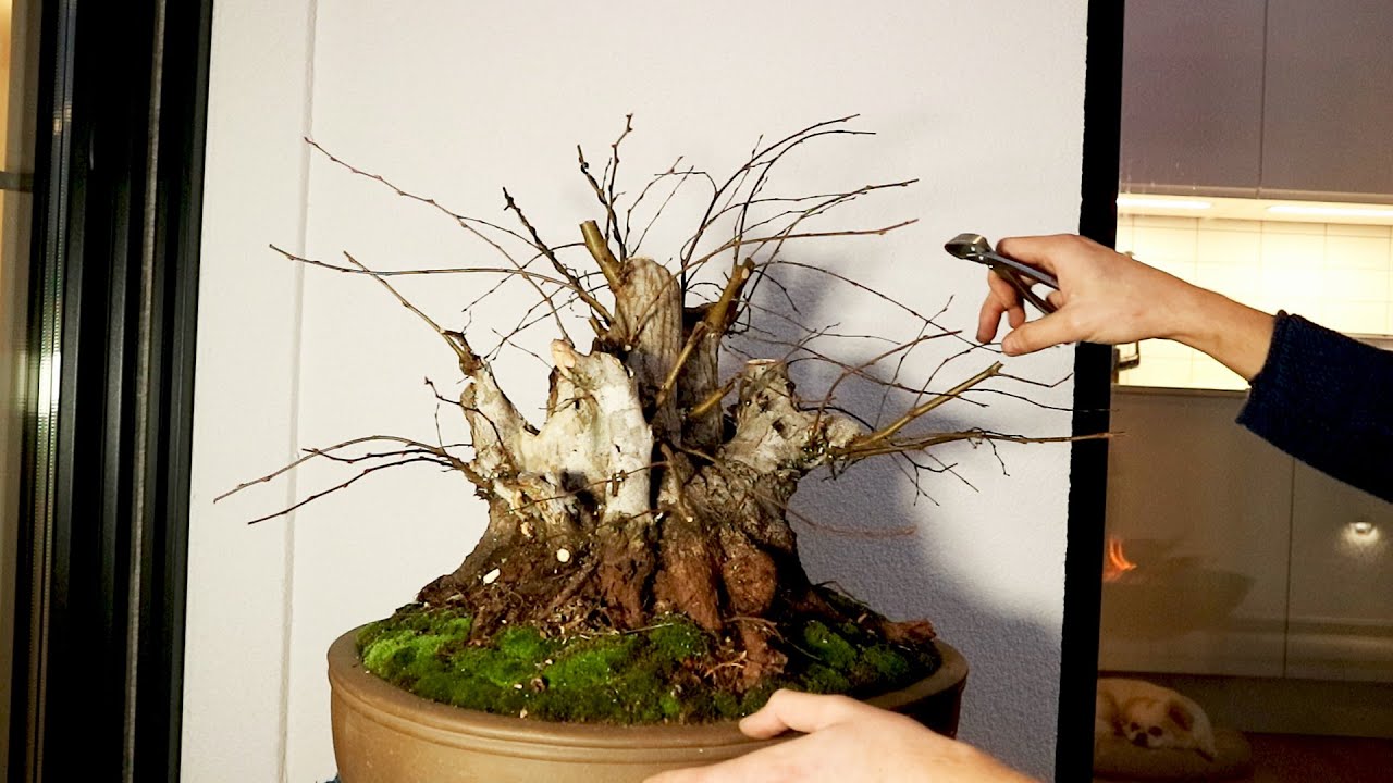 Beast yamadori first styling and repotting