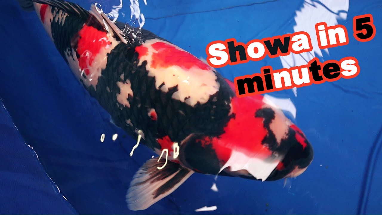 Разновидность SHOWA KOI 5 минут | Документальный фильм о кои