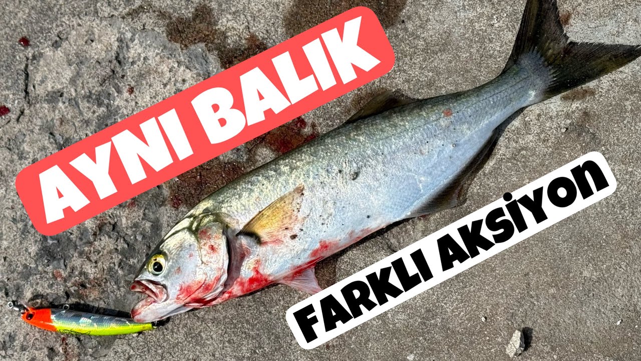 Aynı Su, Farklı Gün, Farklı Aksiyon! | Boğazda Kurşun Arkasıyla Çinekop ve Sarıkanat Avı
