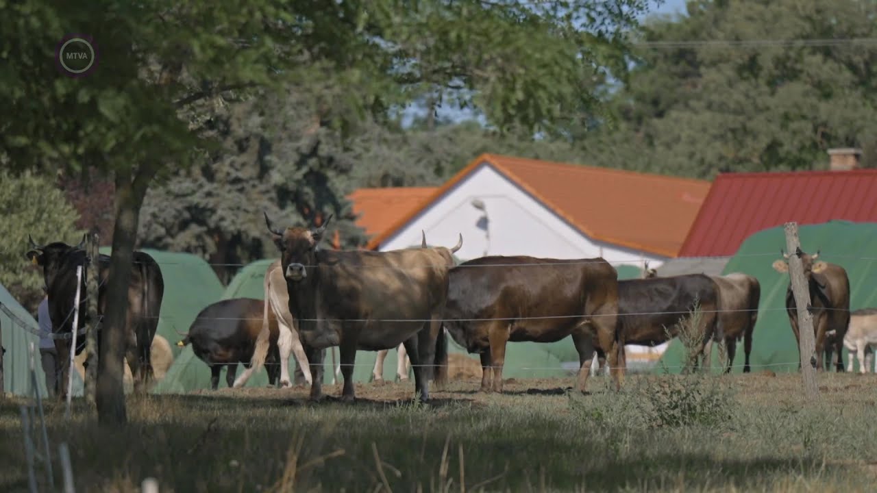Multiverzum &ndash; 2025. szeptember 19.