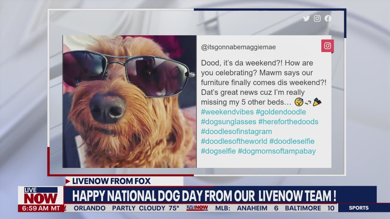 National Dog Day: Celebrate your pups | LiveNOW from FOX