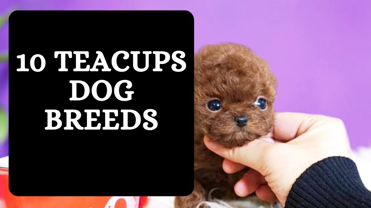 Teacup Dog Breeds 10 Miniature Dogs for Small and Tiny Spaces