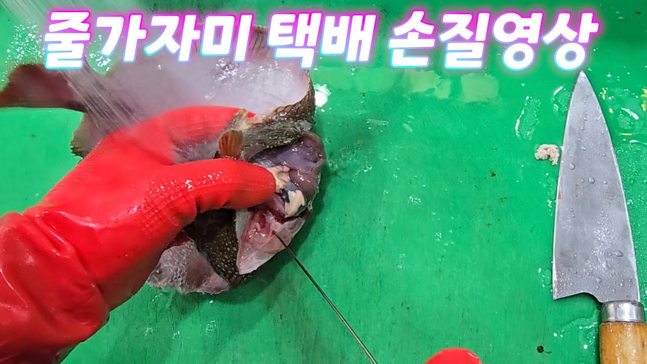 줄가자미(이시가리) 택배 손질영상.