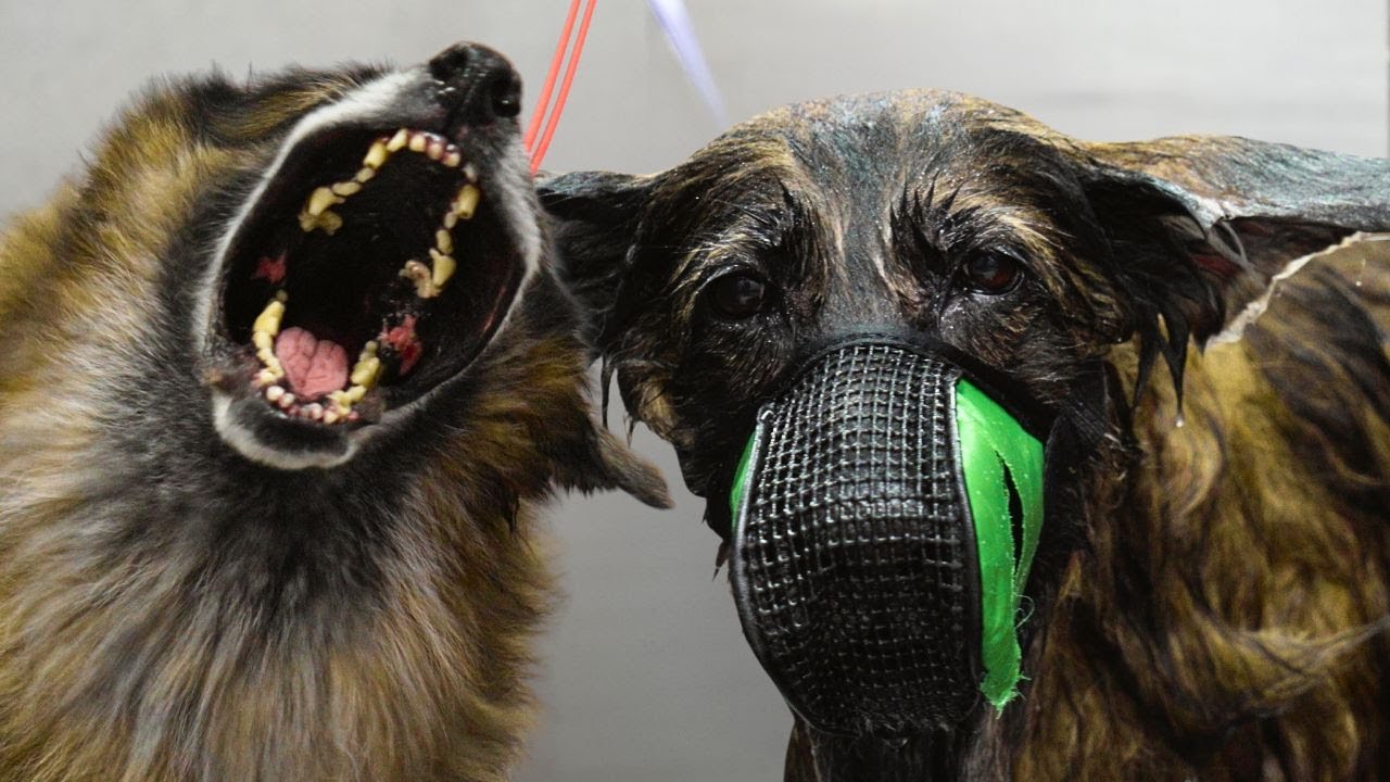 She's a little cray cray | Long-haired German Shepherd dog