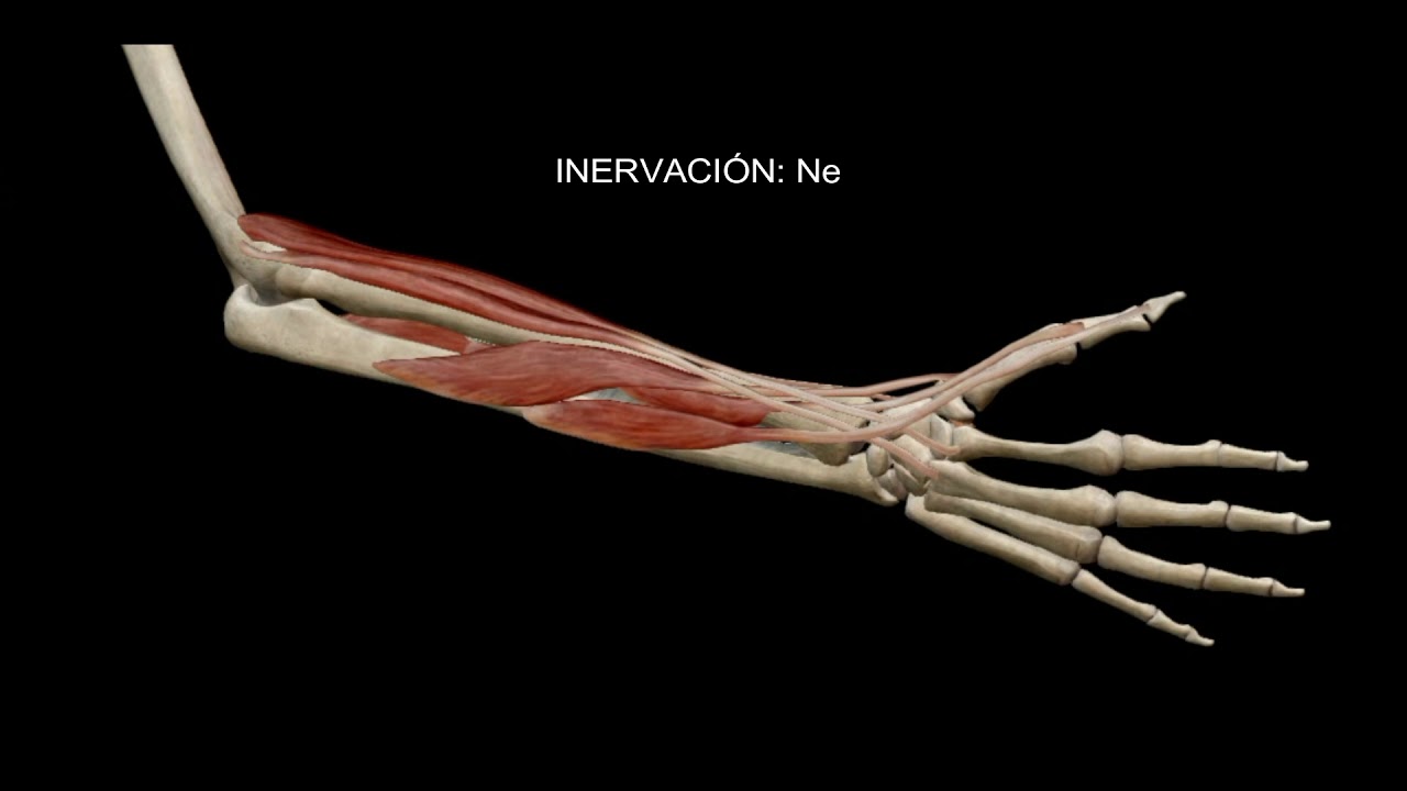 Músculos de la mano y la muñeca