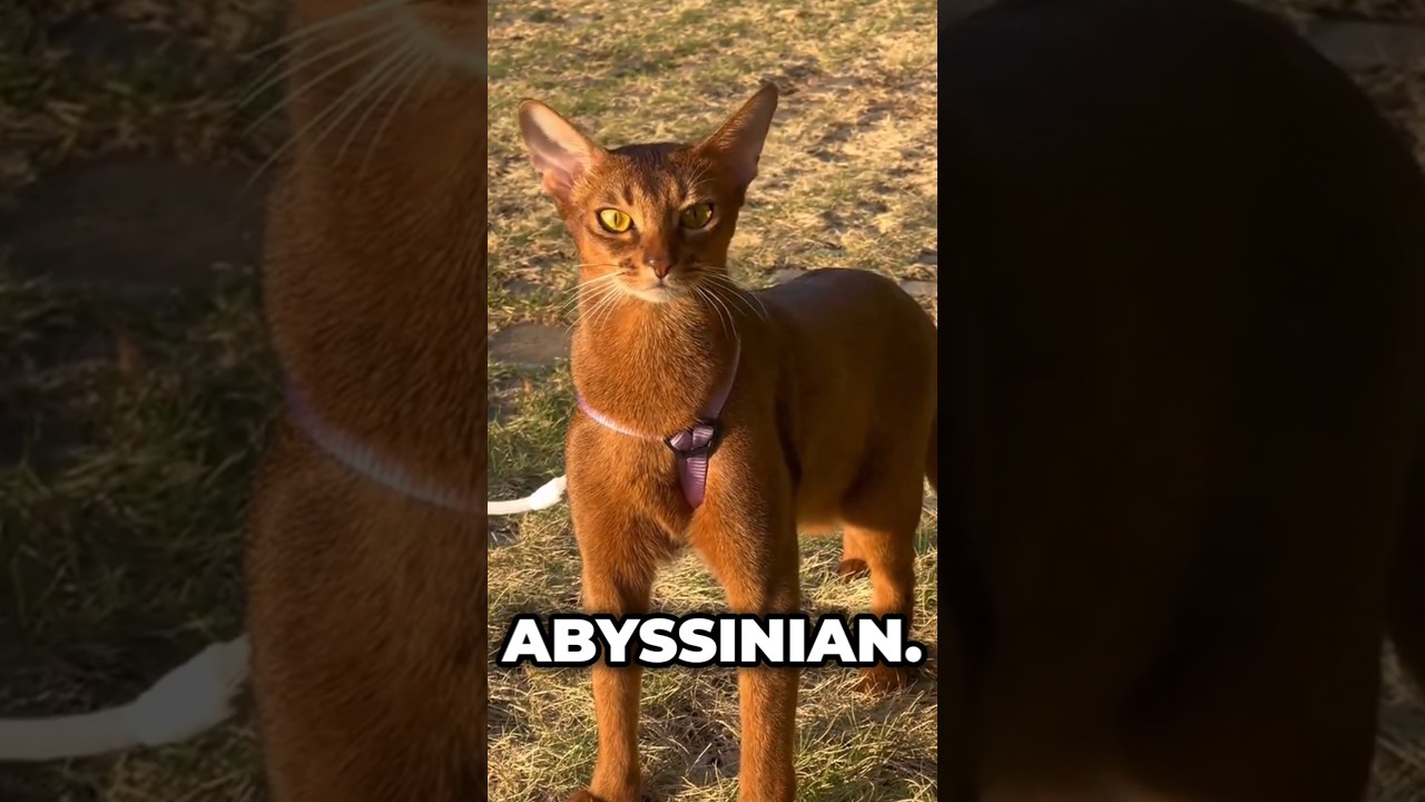 Abyssinian Cats: The Feline Indiana Jones! 🐱🐾 #cats #meow #catslivesmatter