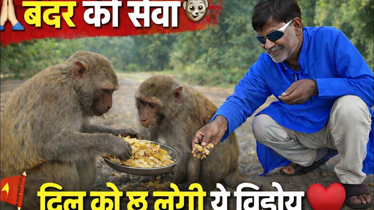 बंदरों की सेवा 🙏🐒 | भूखे बंदरों को खाना खिलाया | दिल छू लेने वाला दृश्य ❤️🔥 Viral Title (Option 2