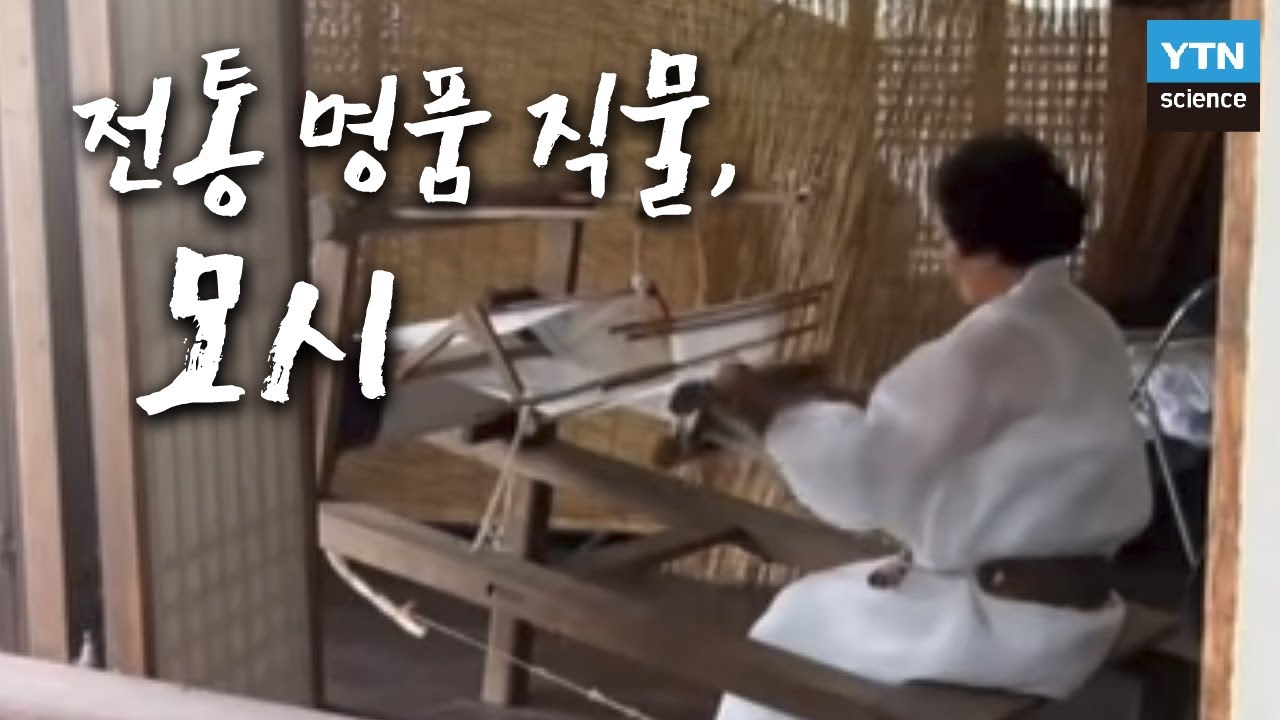 [한국사 探] 우리의 전통 명품 직물, 모시 / YTN 사이언스