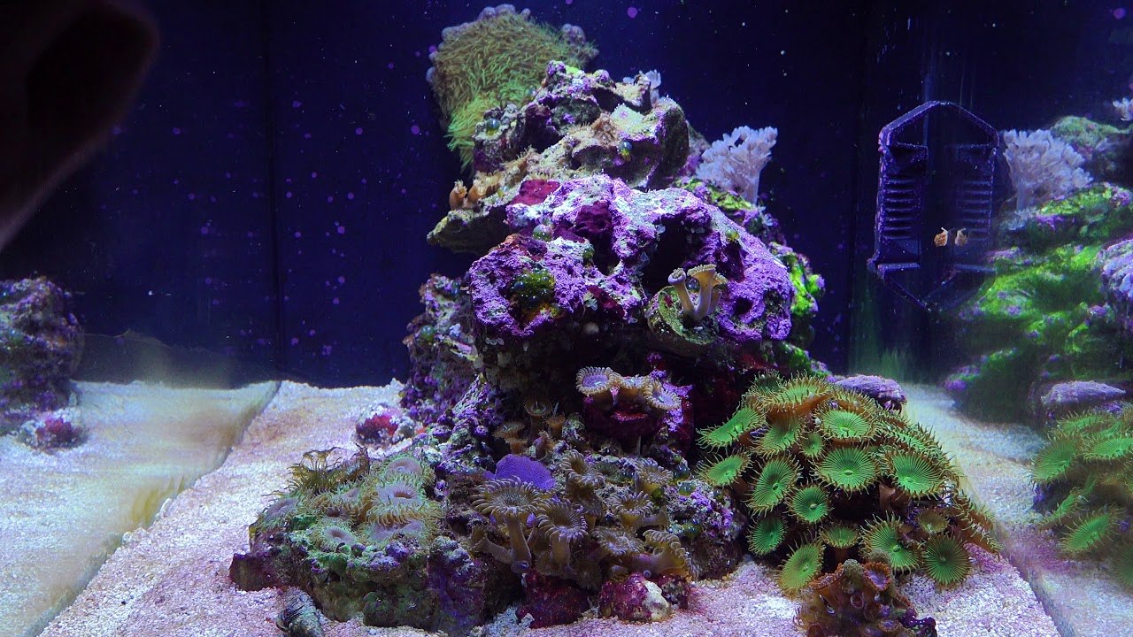Building A NANO REEF Aquarium Part 4, Fluval Evo 13.5, Bare Bottom or sand?