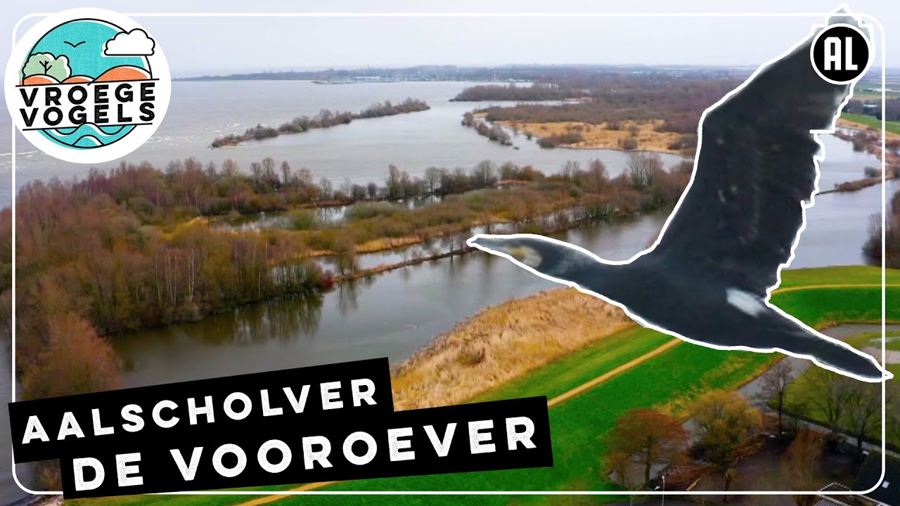 Wildernis met aalscholvers | TV | Vroege Vogels