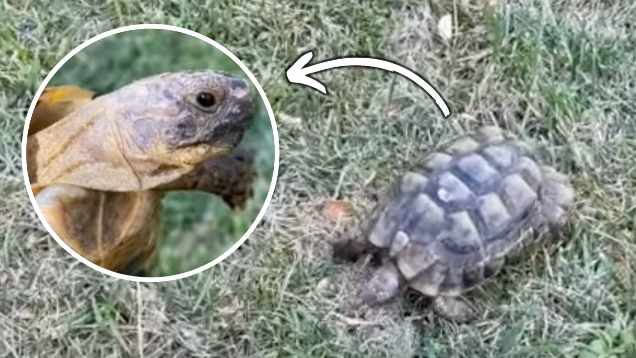 Greek Tortoises as Pets - My Experience