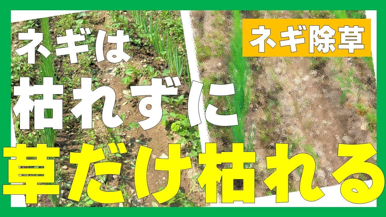 ネギは枯れず、草だけ枯れる！？ネギ雑草対策の裏技（再アップ版）