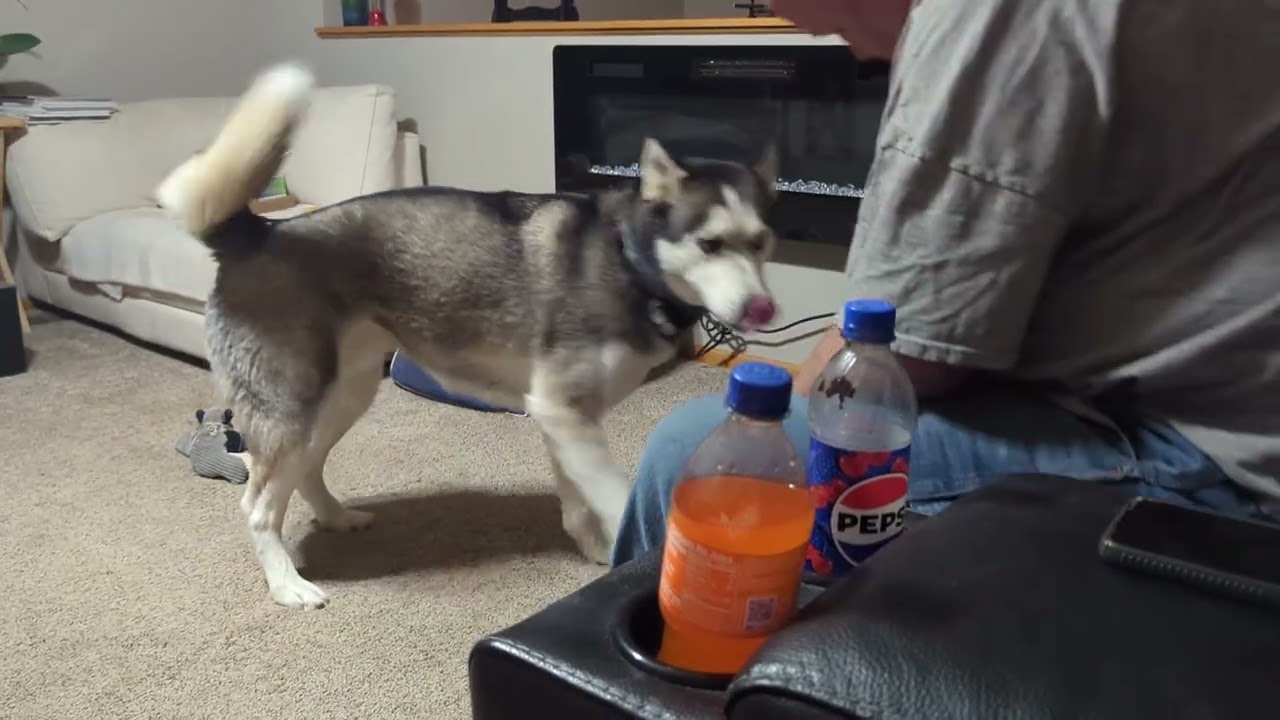 Dad is teasing them.😊