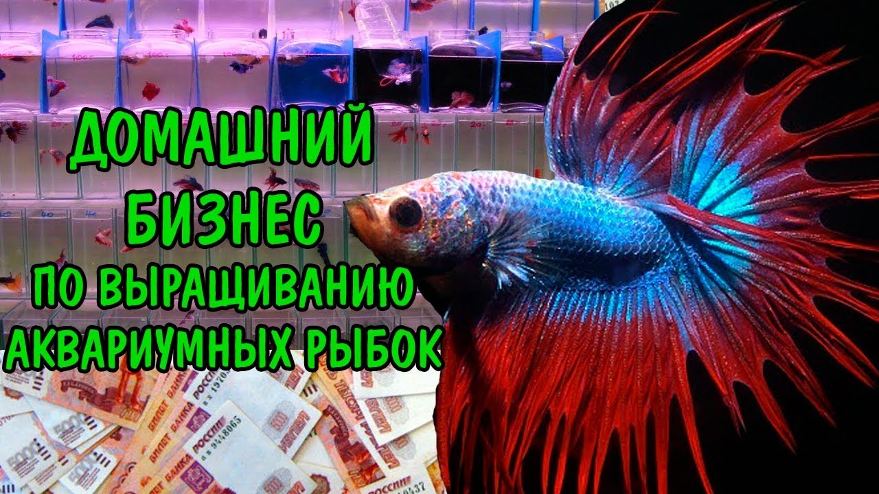ЗАРАБОТАТЬ ДЕНЬГИ!? ДОМАШНИЙ БИЗНЕС ПО ВЫРАЩИВАНИЮ АКВАРИУМНЫХ РЫБОК.ПЕТУШКИ. BETTA
