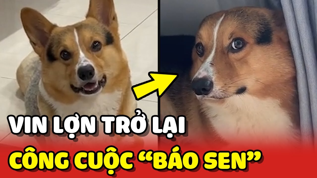 Thanh ni&ecirc;n Vin Lợn trở lại c&ugrave;ng c&ocirc;ng cuộc B&Aacute;O SEN của anh ta 😂 | Y&ecirc;u Lu