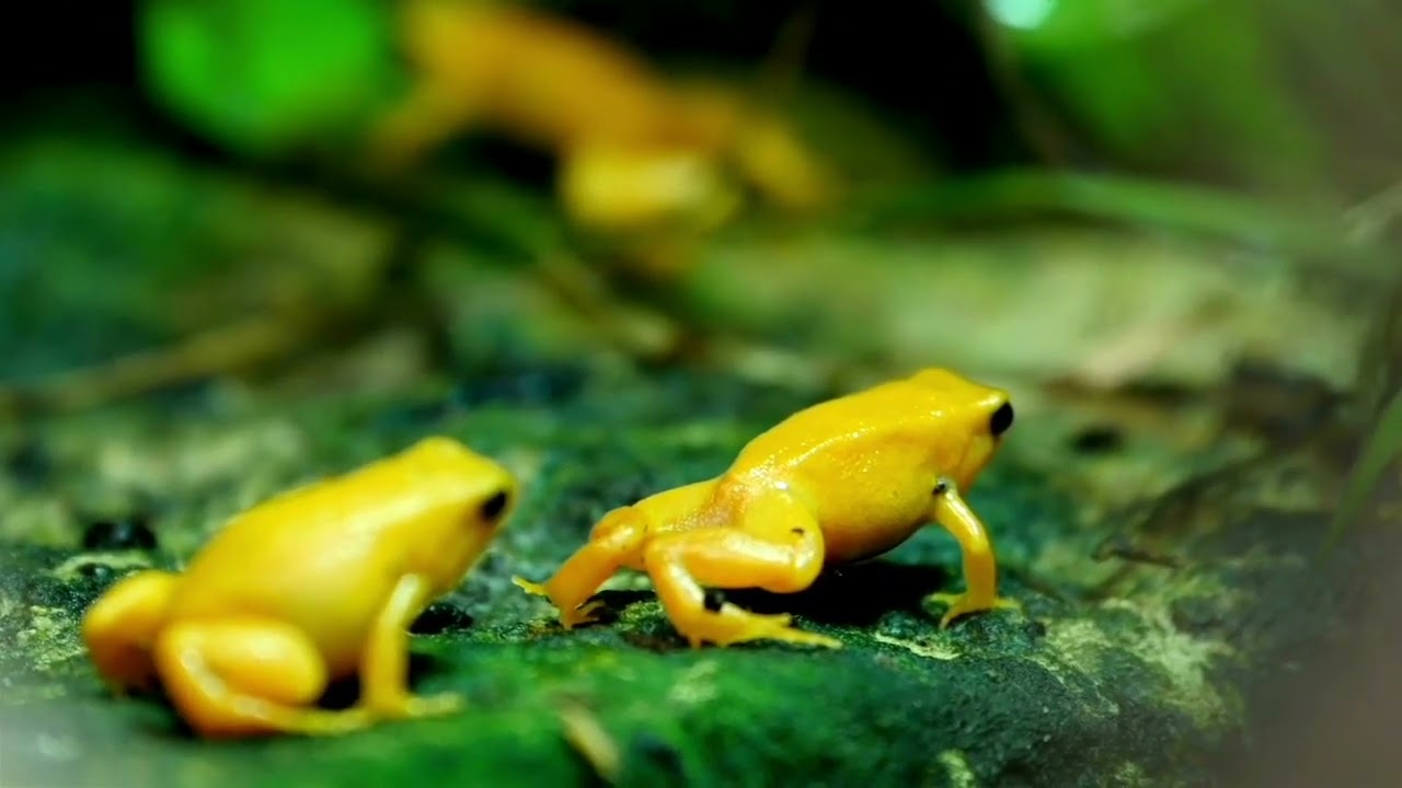 Yellow tree Frog