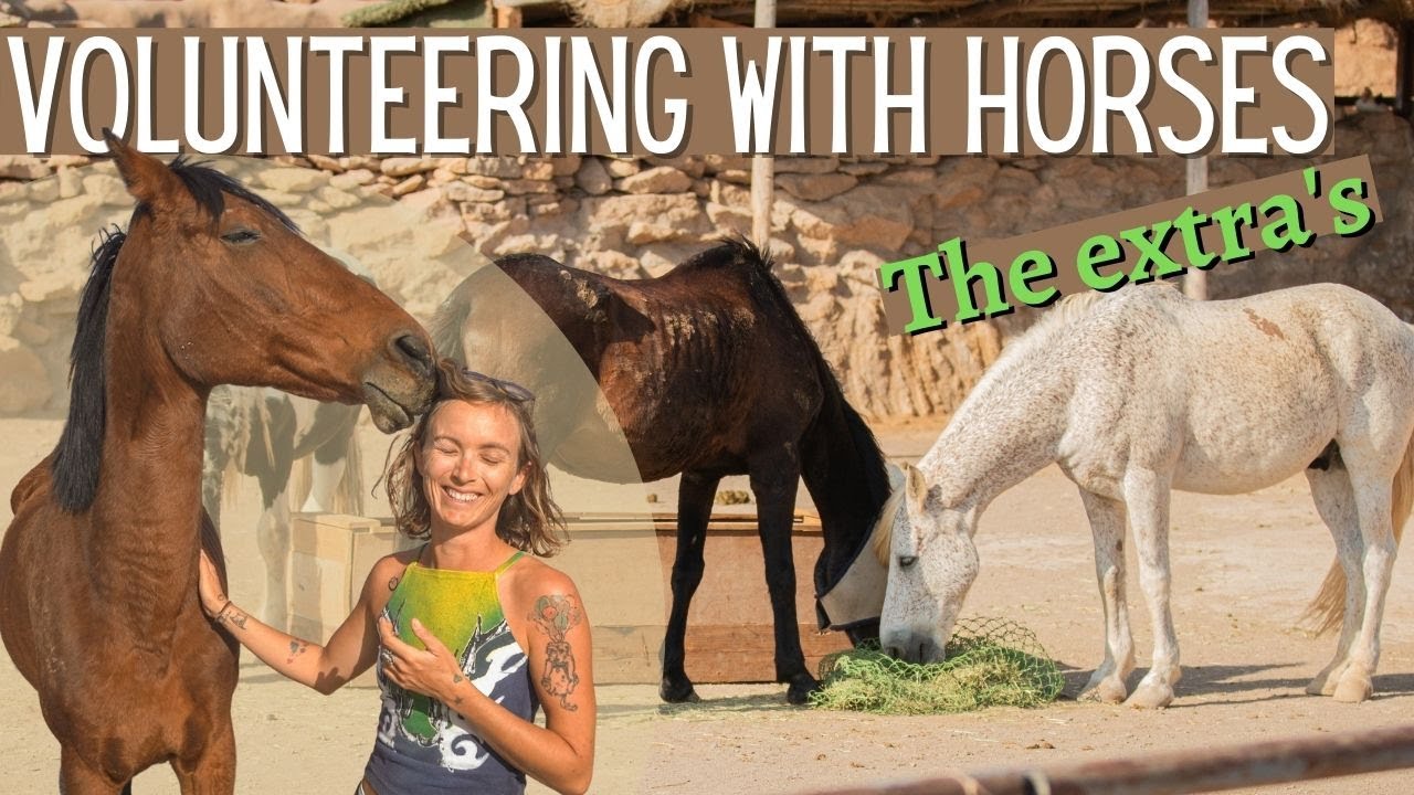 NOT WHAT YOU EXPECT | The extra's to volunteering with horses. Tenerife Horse Rescue