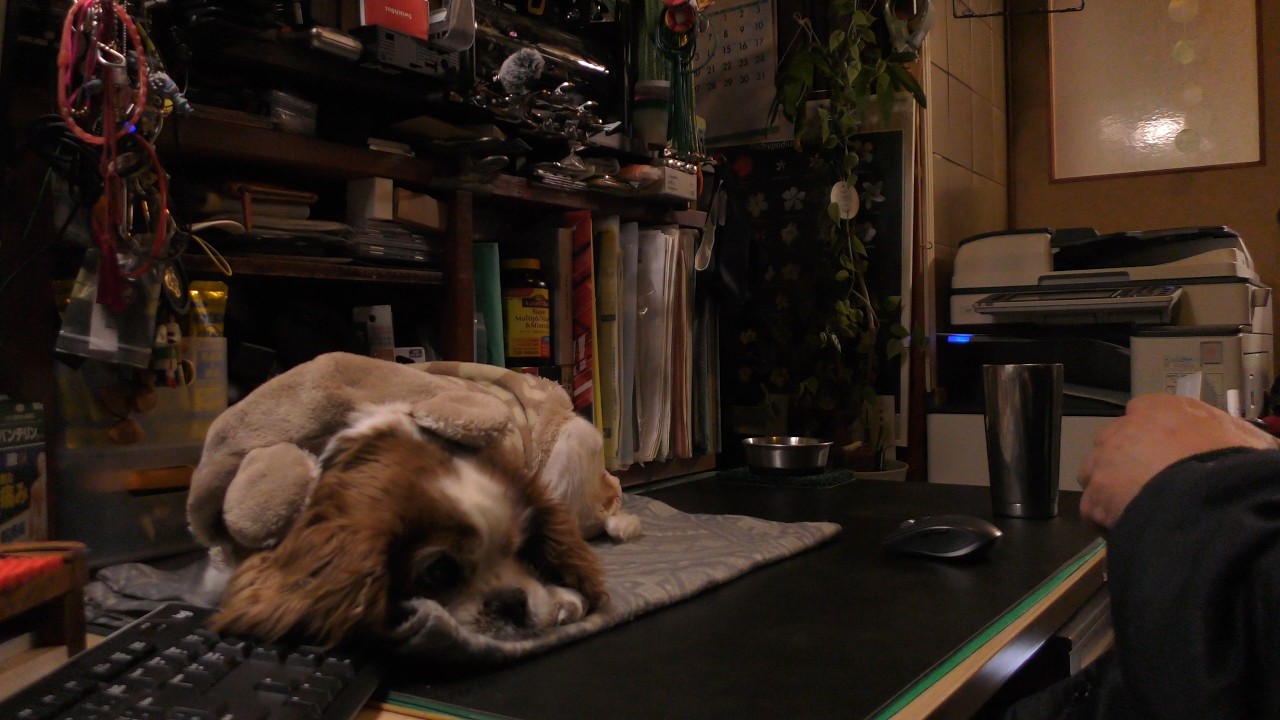 A Warm Light Night with Our Cavalier (30 min)