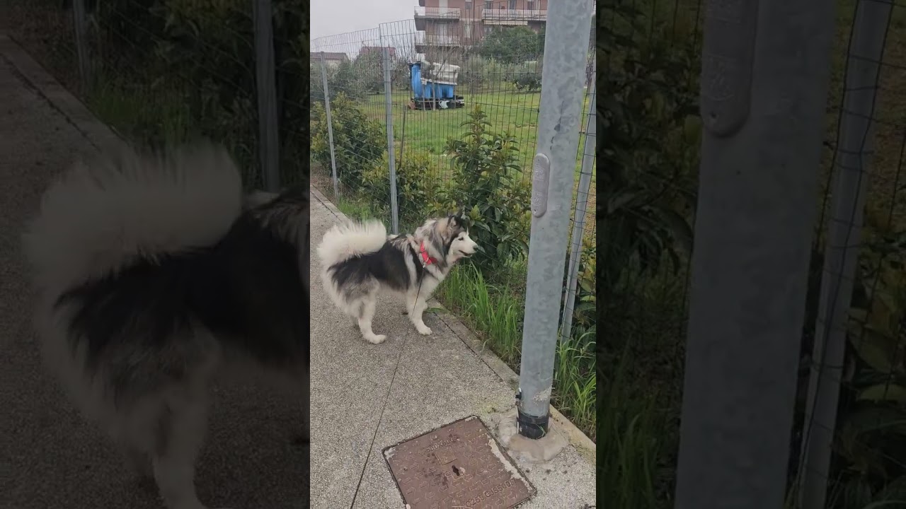 Lunica și  găinușele