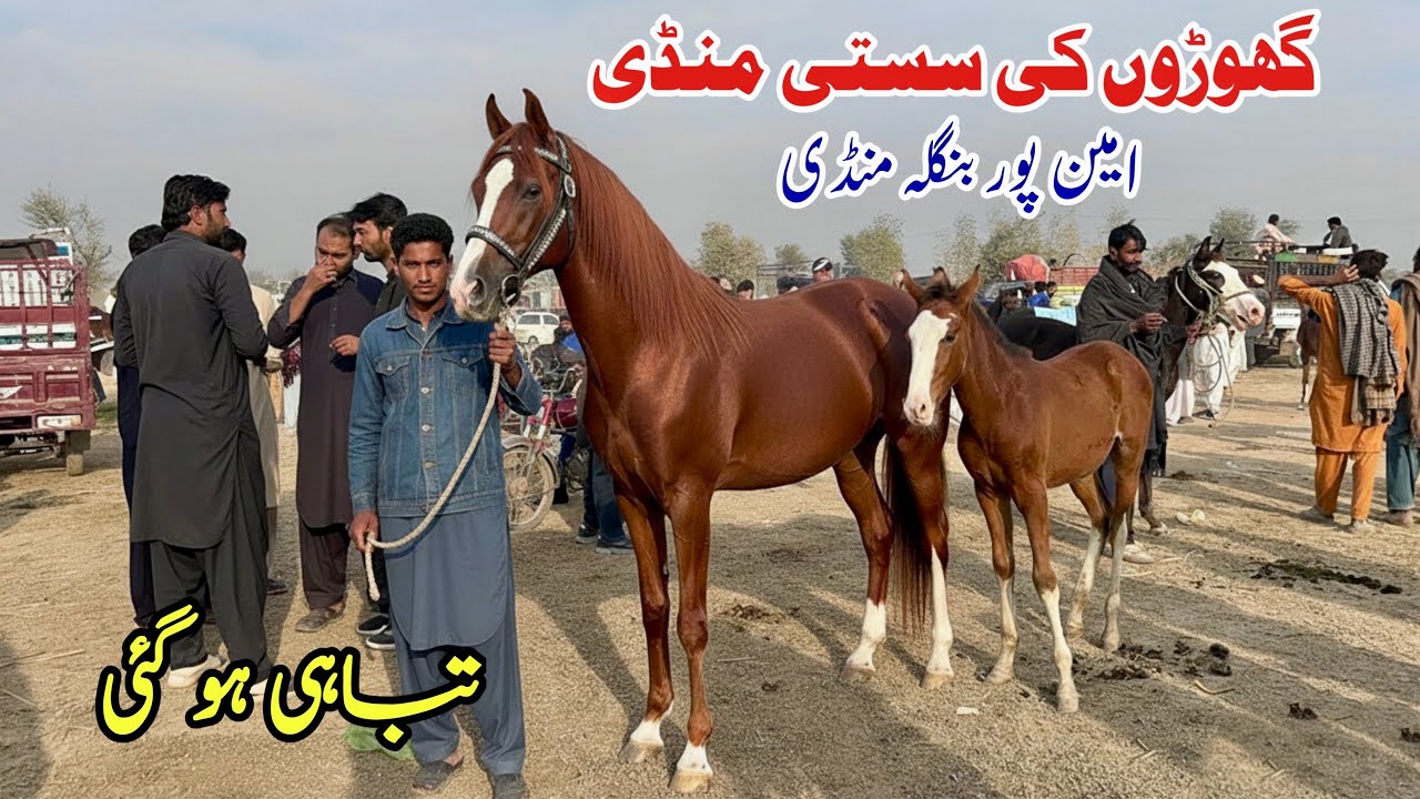 Aminpur Bangla Mandi Faisalabad 2026 | Today Horse Market Aminpur Bangla | Pregnant Horse In Punjab