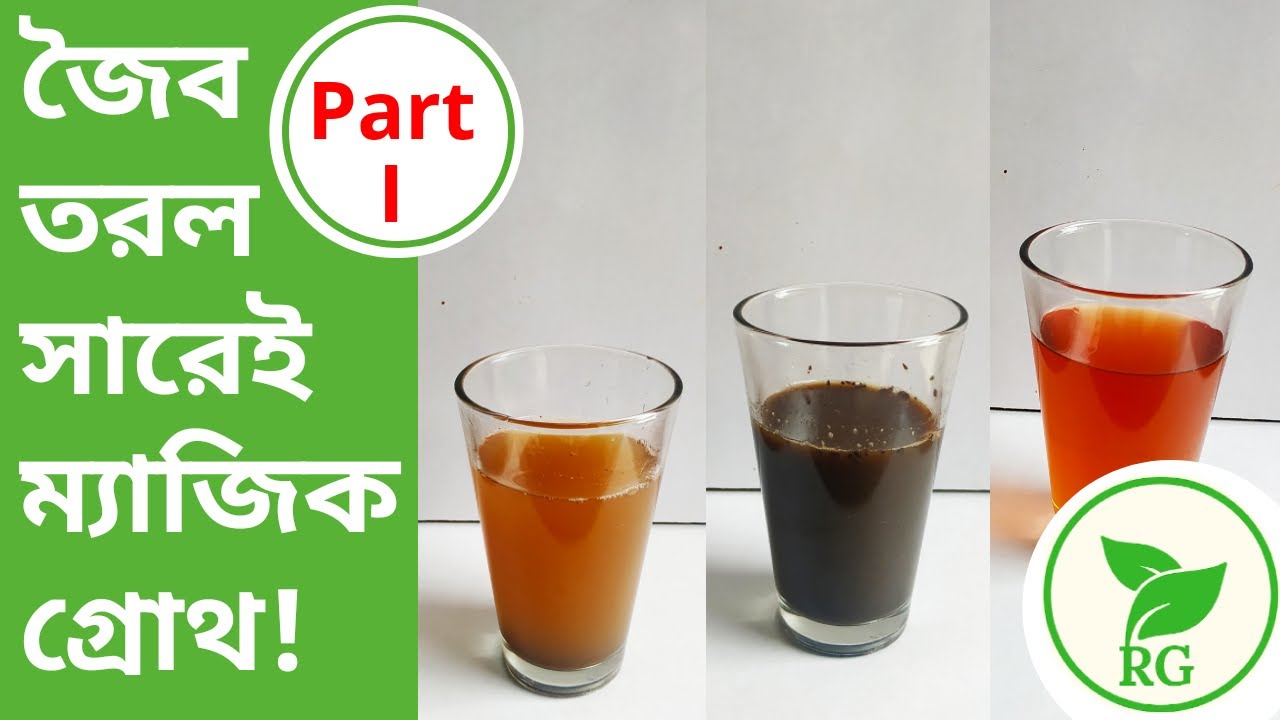 গাছের জন্য অমৃত জৈব তরল | How to Make Strong ORGANIC Liquid Fertilizer at Home (Part-1)| RAJ Gardens
