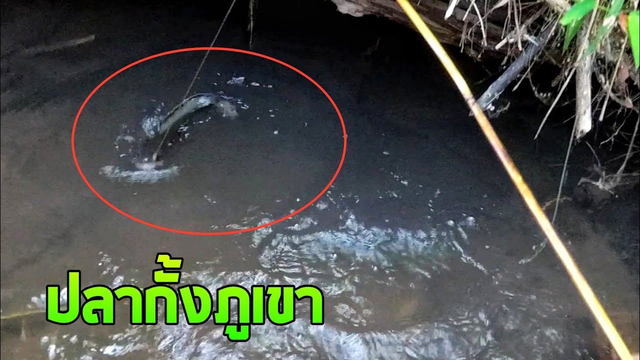 ล่อปลากั้ง​ ใส่เบ็ด​หาปลาบนภูเขา​  Amazing fish catching videos.