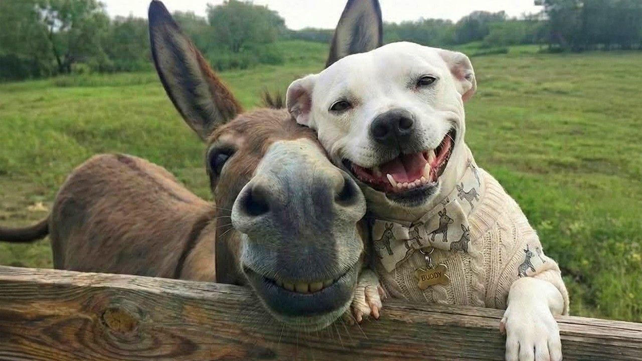 Funny Dogs and Animals Become  An Old Couple 🤣