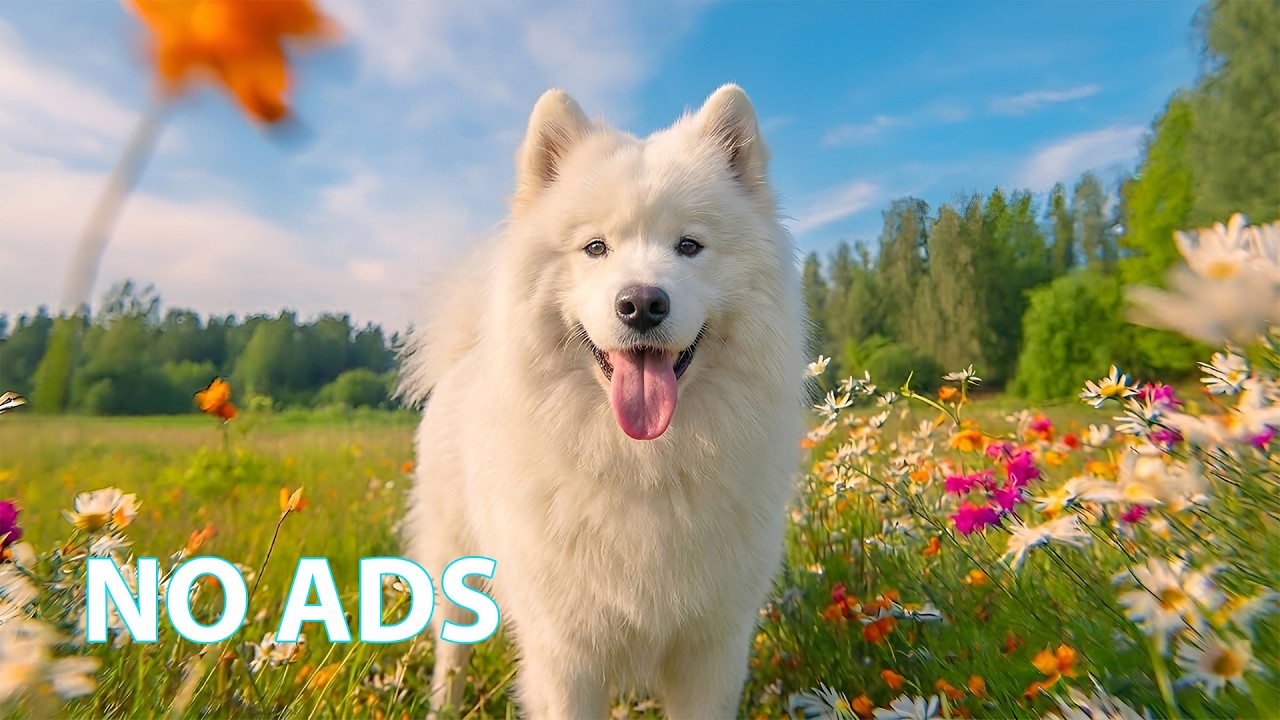 12 Hours Peaceful Dog Music 🐾 Soft Piano to Calm Anxious Dogs & Help Them Sleep