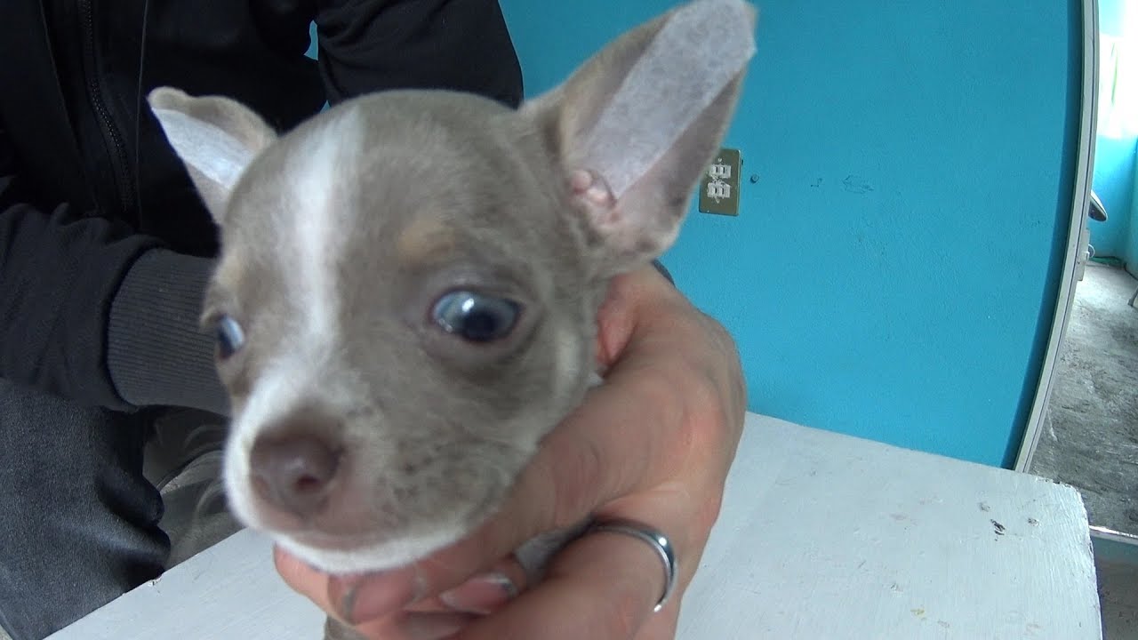 Como levantar orejas de cachorros (Mario Blogs)