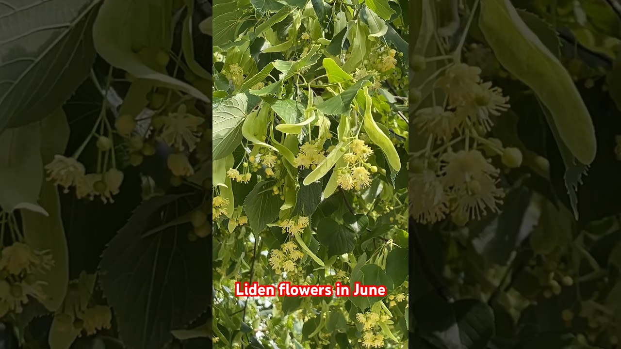 Linden flowers in June #shorts #linden