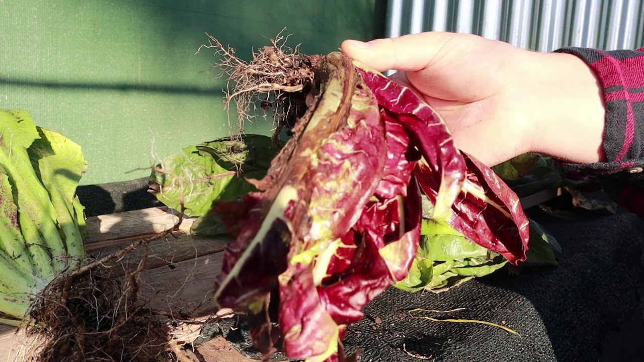 imbianchimento radicchio di Treviso precoce