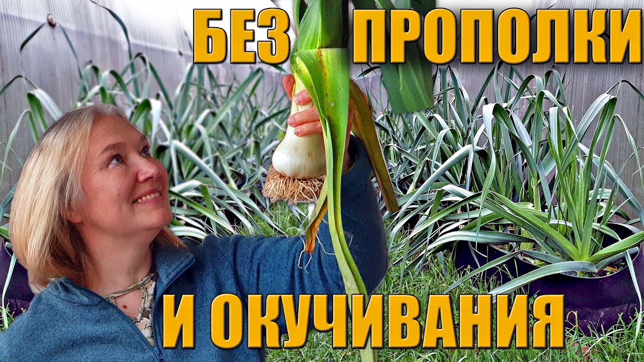 Лук-порей от семечка до уборки / Новичкам везет?