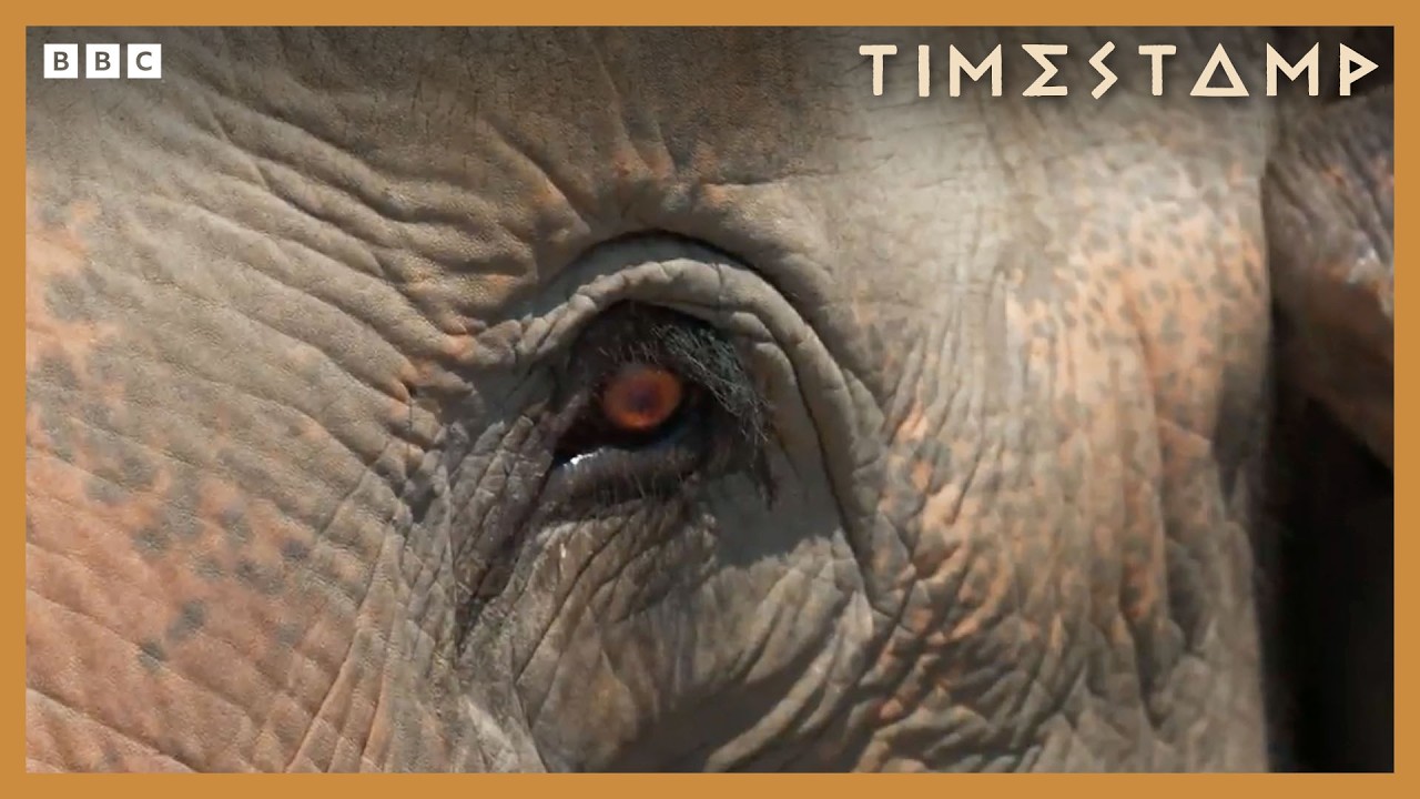 India&rsquo;s Ancient Secret Weapon | BBC Timestamp