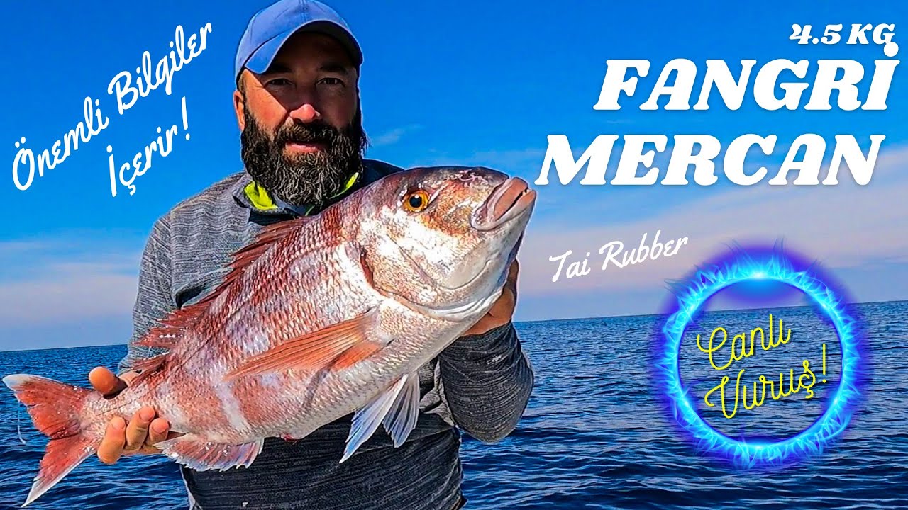 Tai Rubber ile 4.5 kg'lık Fangri Mercan - Canlı Vuruş - Kamış Seçimi - Live Strike - Pagrus