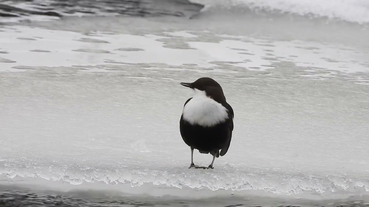 Koskikara laulaa &auml;&auml;ni, Cinclus cinclus