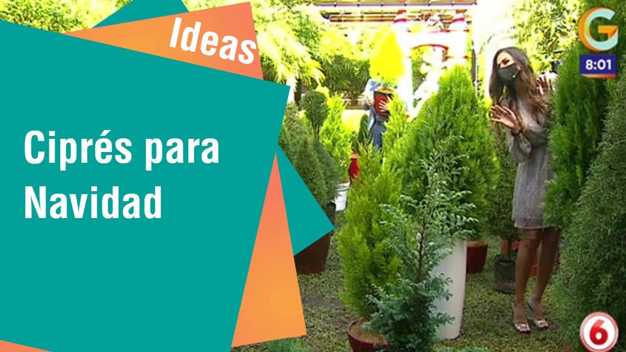 Ciprés de todos los tamaños y formas para Navidad | Ideas