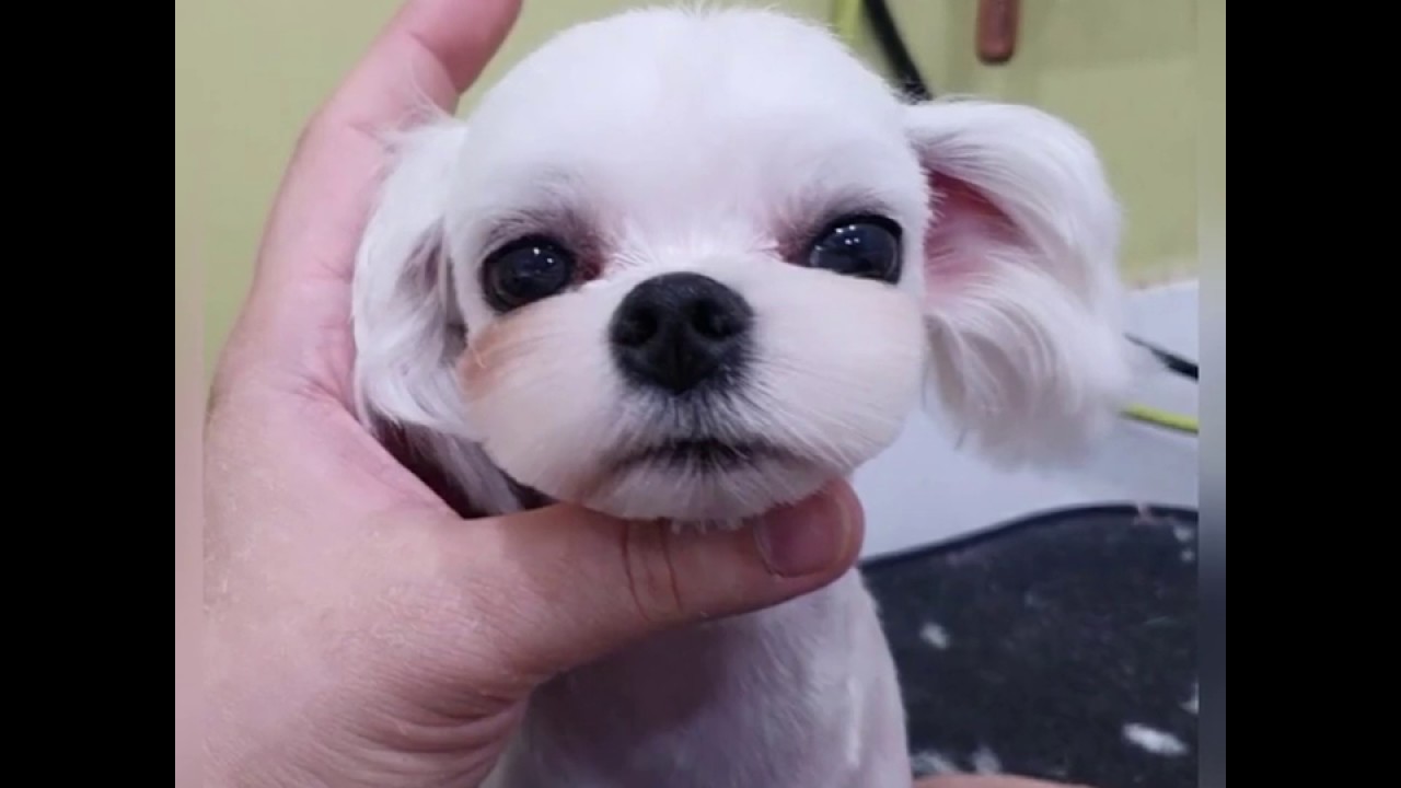 [추건우애견미용학원/Persuavis] 말티즈 얼컷 Korean style face scissoring (maltese)