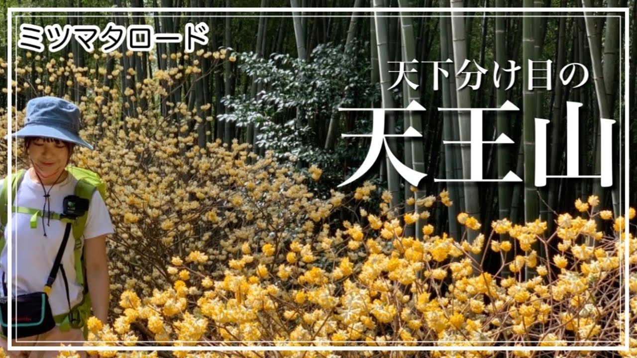 【京都-天王山】🔰初心者さんオススメ！2022年ミツマタロード🌼メスティン山ごはんも楽しみます