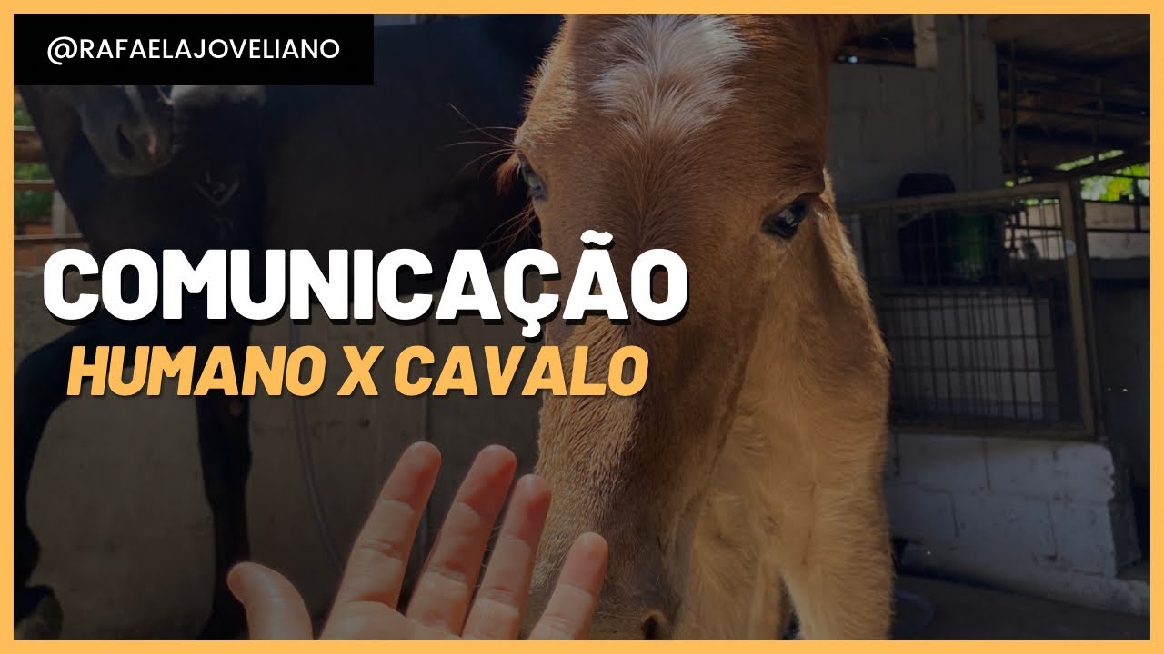 Como se aproximar do cavalo de forma segura!