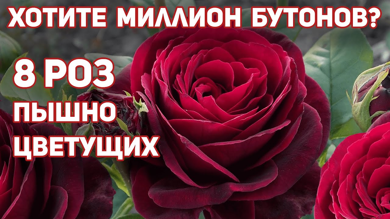 Самые лучшие розы фиолетово-бархатного цвета.Пышно и обильно цветущих весь сезон.