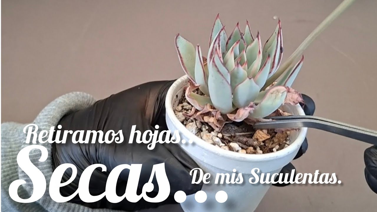Retiramos hojas secas.  #plantas #flores #suculentas #garden 