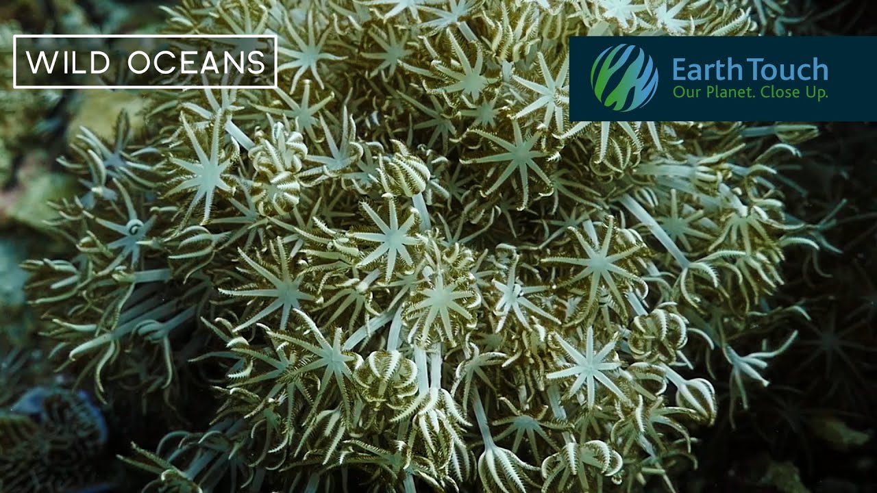 We can't stop watching this mesmerising footage of coral feeding