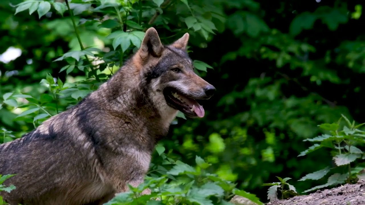 The Wolf  - Manu Garoli (2022 Experience)