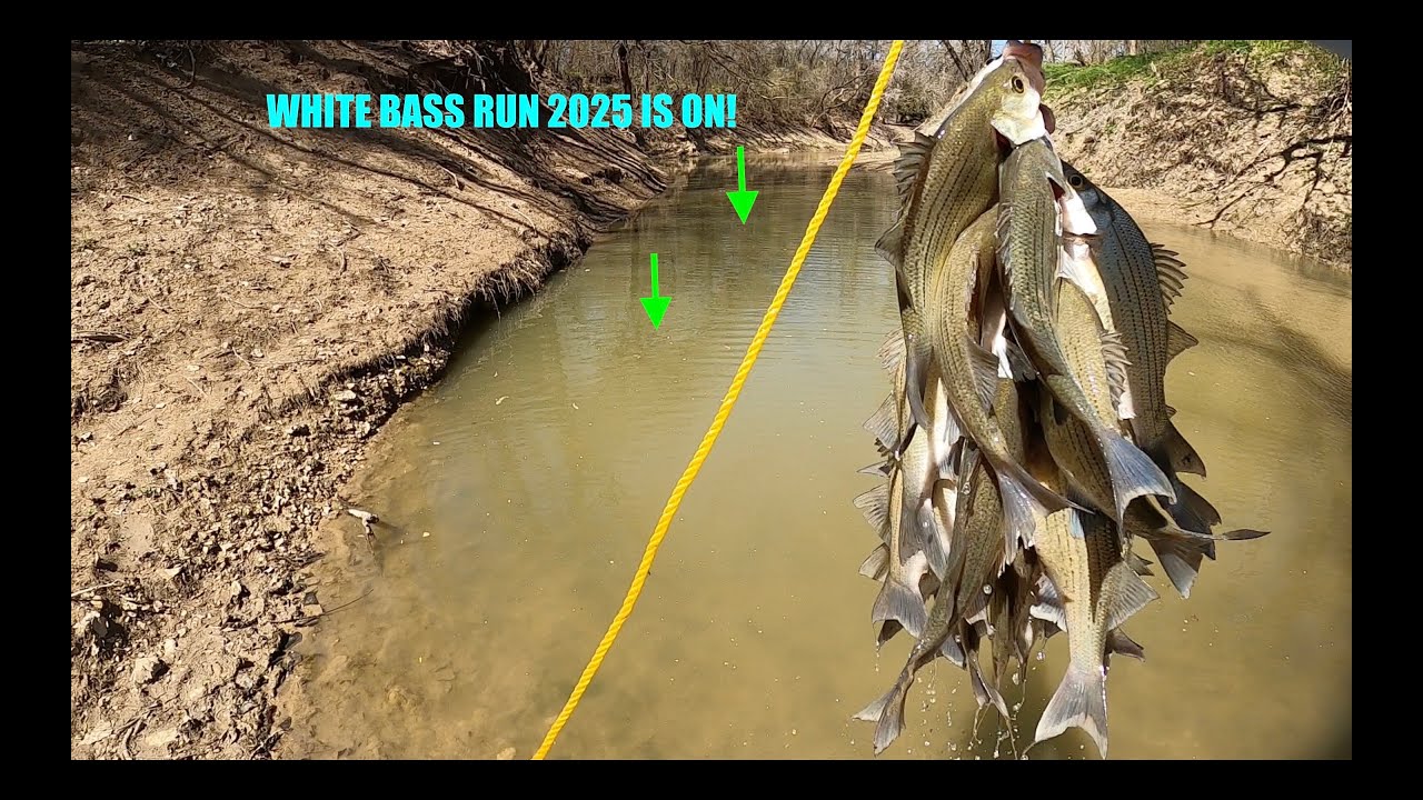 The 2025 White Bass Run is ON! Limited out with this technique in no time! Get em while you can!
