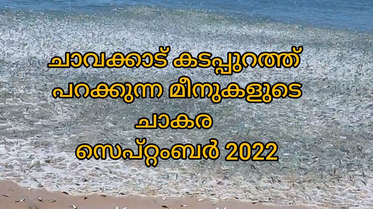 ചാകര full vdo link comment boxil